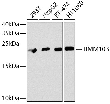 TIMM10B Antibody in Western Blot (WB)