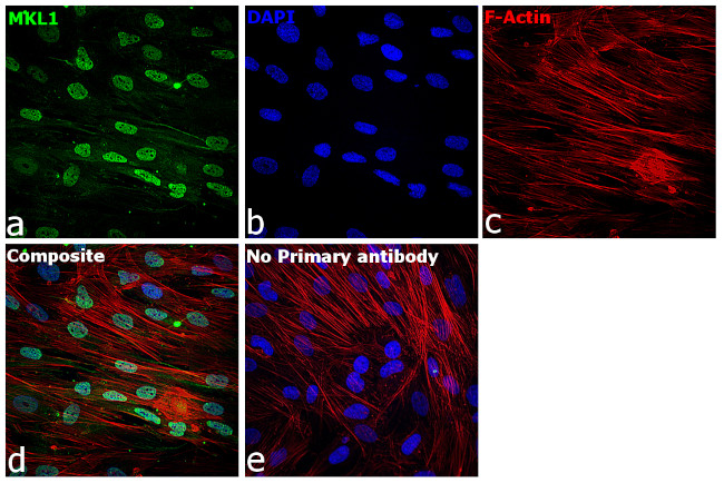 MKL1 Antibody in Immunocytochemistry (ICC/IF)