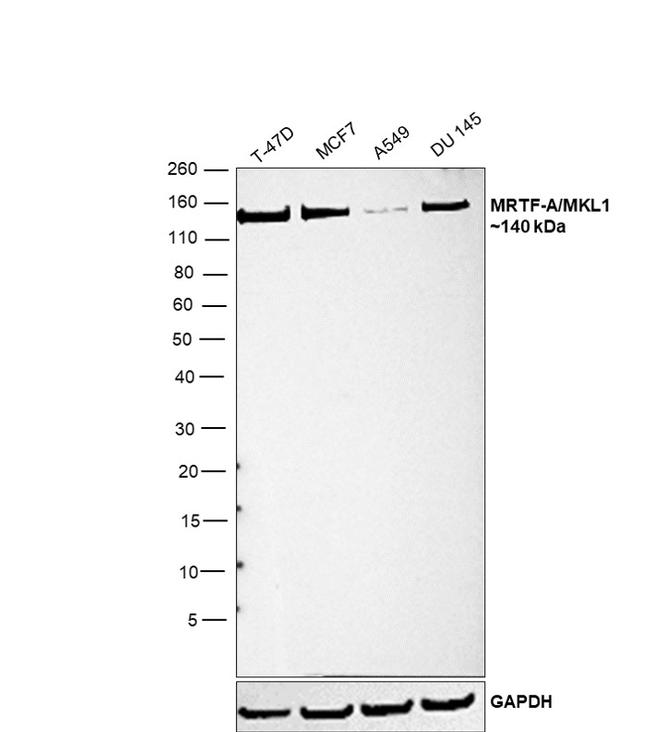 MKL1 Antibody in Western Blot (WB)