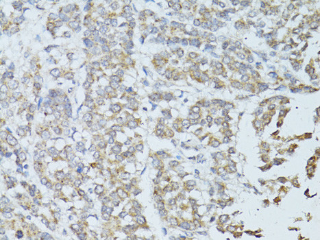 TEFM Antibody in Immunohistochemistry (Paraffin) (IHC (P))