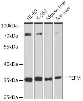 TEFM Antibody in Western Blot (WB)