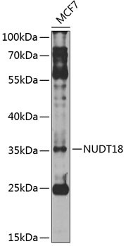 NUDT18 Antibody in Western Blot (WB)