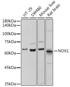 NOX1 Antibody in Western Blot (WB)