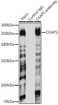 CKAP5 Antibody in Immunoprecipitation (IP)