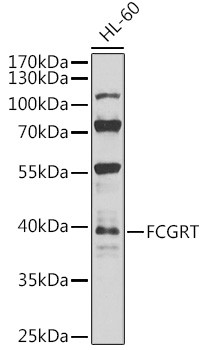 FCGRT Antibody in Western Blot (WB)