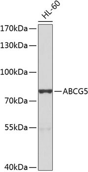 ABCG5 Antibody in Western Blot (WB)