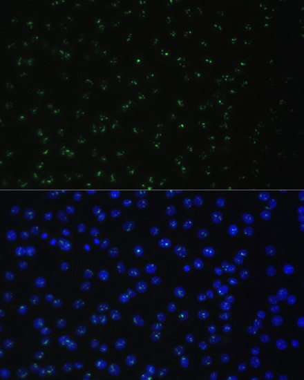 DDX50 Antibody in Immunocytochemistry (ICC/IF)