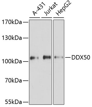 DDX50 Antibody in Western Blot (WB)