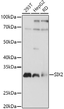 SIX2 Antibody in Western Blot (WB)