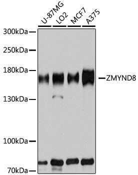 ZMYND8 Antibody in Western Blot (WB)