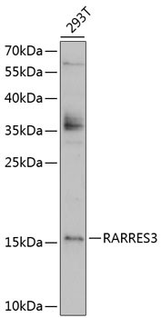 RARRES3 Antibody in Western Blot (WB)