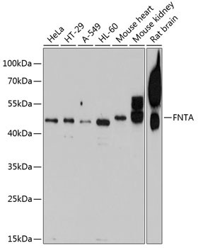 FNTA Antibody in Western Blot (WB)