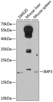 IMP3 Antibody in Western Blot (WB)