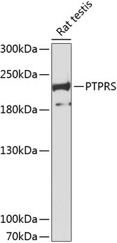 PTPRS Antibody in Western Blot (WB)