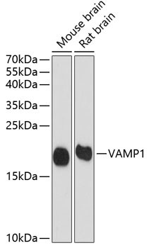 VAMP1 Antibody in Western Blot (WB)