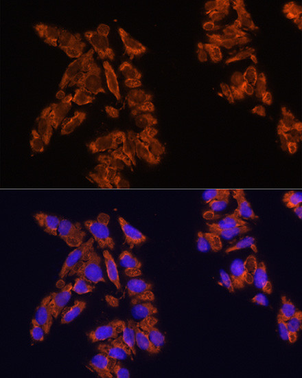 SIRP alpha Antibody in Immunocytochemistry (ICC/IF)