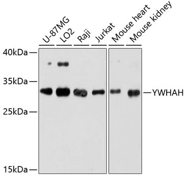 14-3-3 eta Antibody in Western Blot (WB)