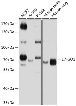 LINGO1 Antibody in Western Blot (WB)