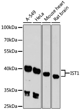 IST1 Antibody in Western Blot (WB)