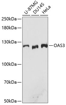 OAS3 Antibody in Western Blot (WB)