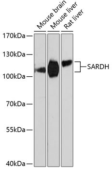 SARDH Antibody in Western Blot (WB)