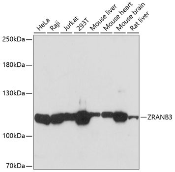 ZRANB3 Antibody in Western Blot (WB)