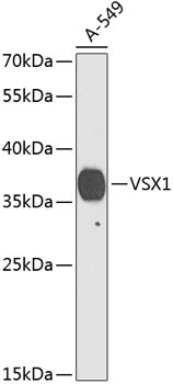 VSX1 Antibody in Western Blot (WB)