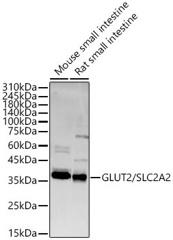 GLUT2 Antibody in Western Blot (WB)