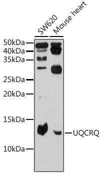 UQCRQ Antibody in Western Blot (WB)