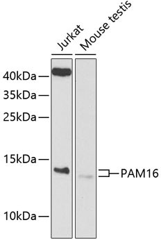 PAM16 Antibody in Western Blot (WB)