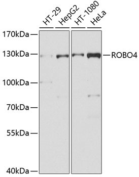 ROBO4 Antibody in Western Blot (WB)