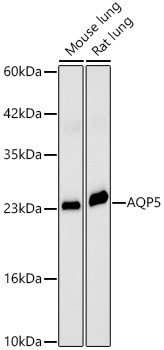 Aquaporin 5 Antibody in Western Blot (WB)