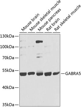 GABRA5 Antibody in Western Blot (WB)