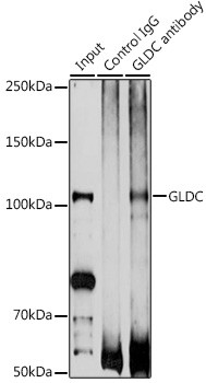 GLDC Antibody in Immunoprecipitation (IP)