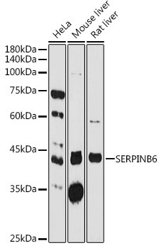 SERPINB6 Antibody in Western Blot (WB)