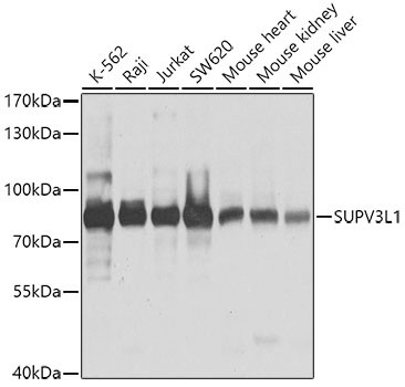 SUPV3L1 Antibody in Western Blot (WB)