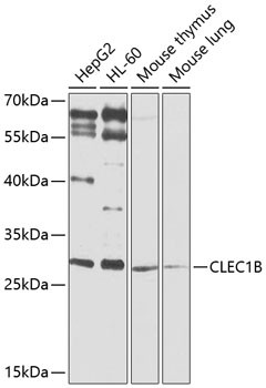 CLEC1B Antibody in Western Blot (WB)