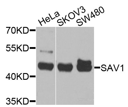 SAV1 Antibody in Western Blot (WB)