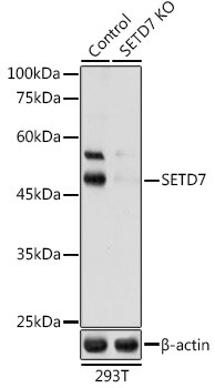 SETD7 Antibody in Western Blot (WB)