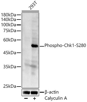 Phospho-Chk1 (Ser280) Antibody in Western Blot (WB)