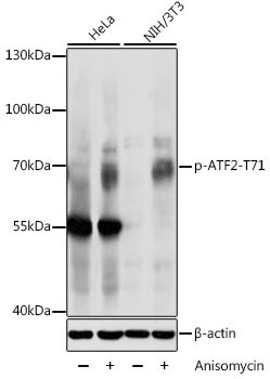 Phospho-ATF (Thr71) Antibody in Western Blot (WB)