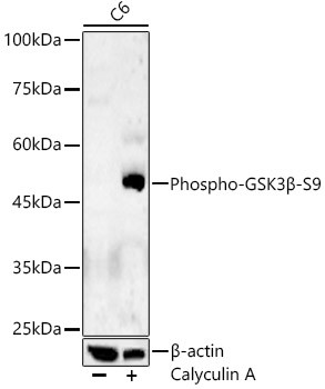 Phospho-GSK3B (Ser9) Antibody in Western Blot (WB)