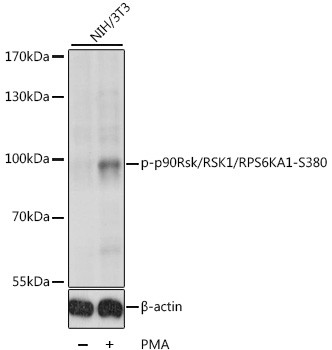 Phospho-RSK1 (Ser380) Antibody in Western Blot (WB)