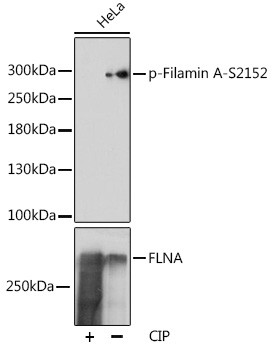 Phospho-Filamin A (Ser2152) Antibody in Western Blot (WB)