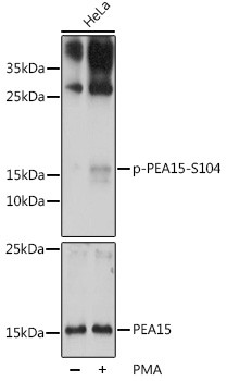 Phospho-PEA15 (Ser104) Antibody in Western Blot (WB)