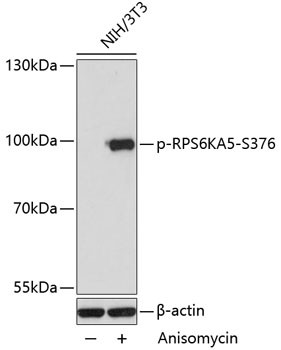 Phospho-MSK1 (Ser376) Antibody in Western Blot (WB)