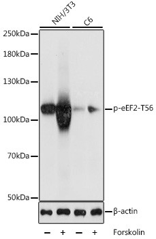 Phospho-EEF2 (Thr56) Antibody in Western Blot (WB)