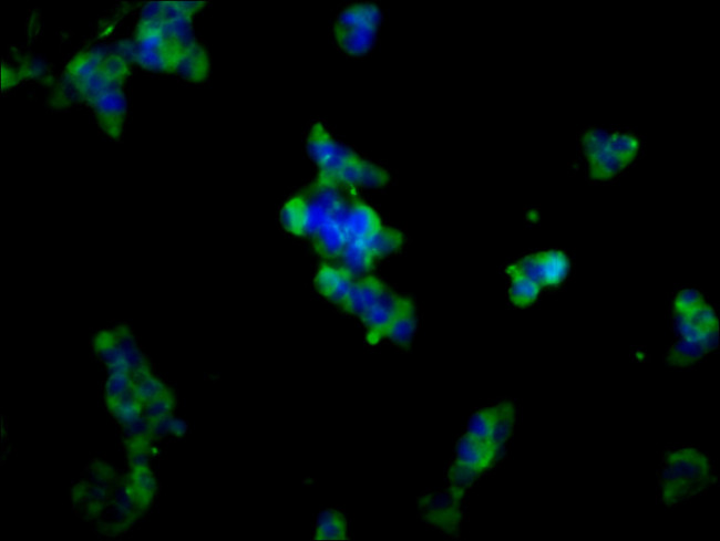 ADAM23 Antibody in Immunocytochemistry (ICC/IF)