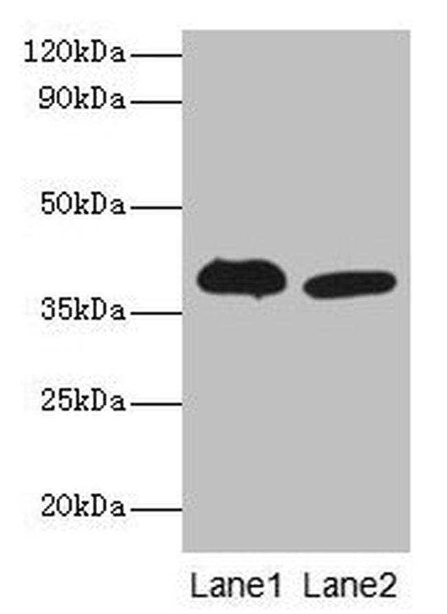 ADH5 Antibody in Western Blot (WB)