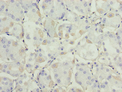 ADH7 Antibody in Immunohistochemistry (Paraffin) (IHC (P))